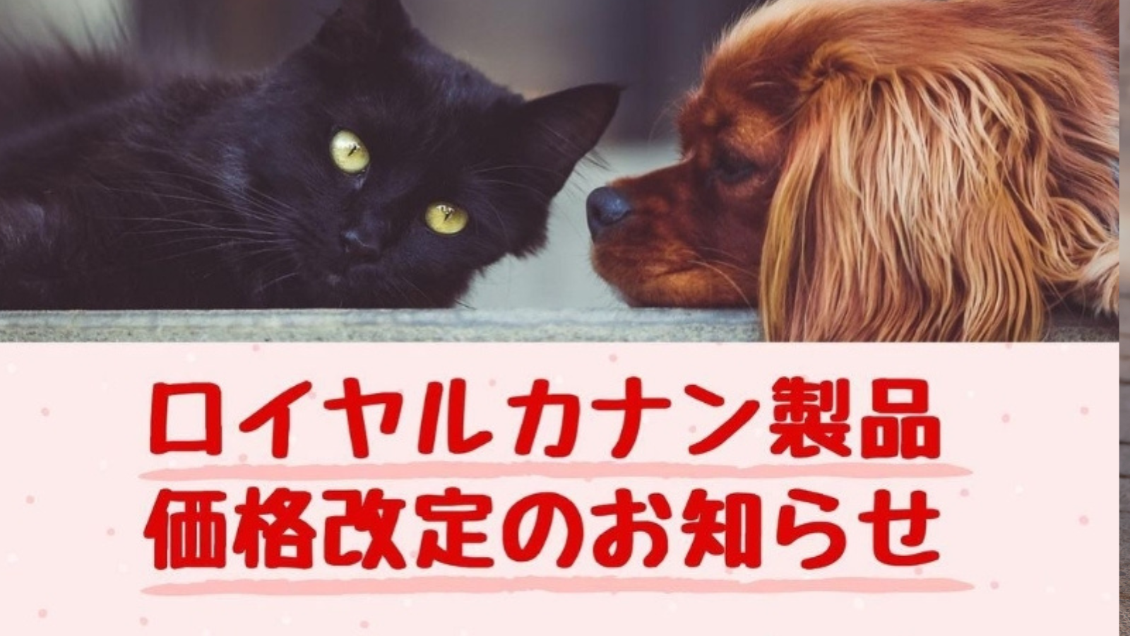 ロイヤルカナン製品の価格改定のお知らせ | 桜の街どうぶつ病院